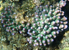 Acropora humilis