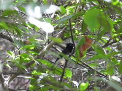 Terpsiphone atrocaudata