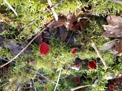 Sarcoscypha coccinea