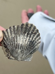 Argopecten irradians