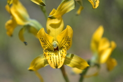 Chloraea galeata