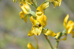 Chloraea galeata