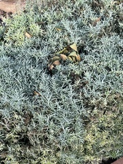 Santolina chamaecyparissus