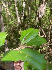 Leiobunum