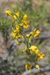 Chloraea galeata