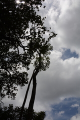 Cussonia sphaerocephala