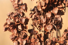 Rumex pseudonatronatus