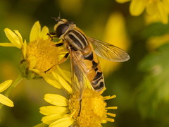 Helophilus continuus