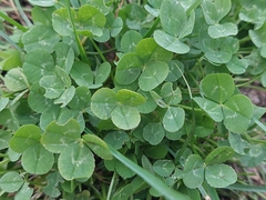 Trifolium repens