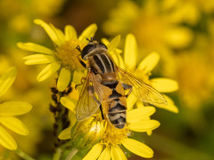 Helophilus continuus