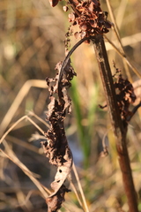 Rumex pseudonatronatus