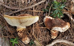 Tricholoma caligatum