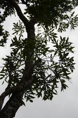 Cussonia sphaerocephala