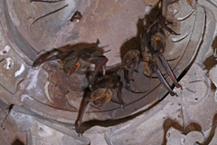 Taphozous nudiventris