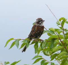 Emberiza cioides
