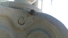 Halyomorpha halys