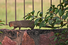 Urva auropunctata