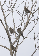 Emberiza cioides