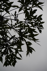 Cussonia sphaerocephala