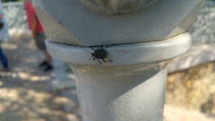 Halyomorpha halys