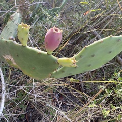 Opuntia stricta