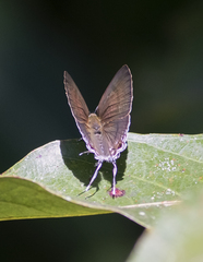 Hypolycaena erylus