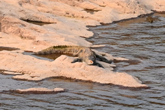 Crocodylus palustris