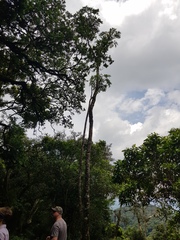 Cussonia sphaerocephala