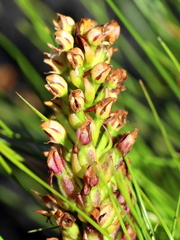 Disa obtusa hottentotica