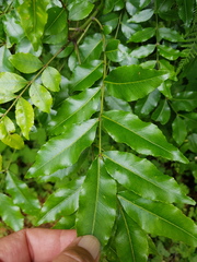 Zanthoxylum davyi