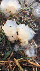 Tremella fuciformis