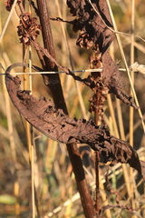 Rumex pseudonatronatus