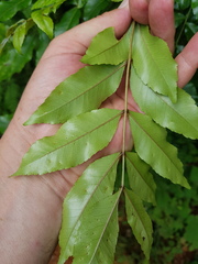 Zanthoxylum davyi