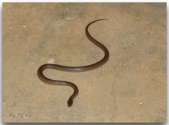 Macroprotodon mauritanicus