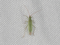 Trigonotylus