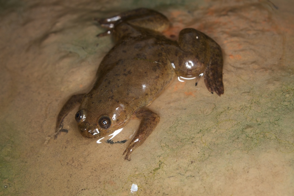 African Clawed Frog (Frogs of South Africa) · iNaturalist