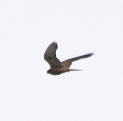Falco naumanni