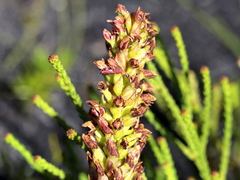 Disa obtusa hottentotica