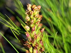 Disa obtusa hottentotica