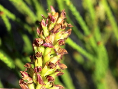 Disa obtusa hottentotica