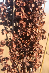 Rumex pseudonatronatus