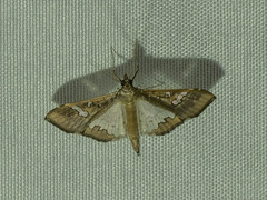 Maruca vitrata