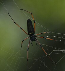 Nephila kuhli