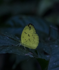 Eurema andersoni