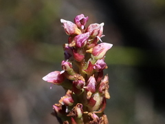 Disa obtusa hottentotica