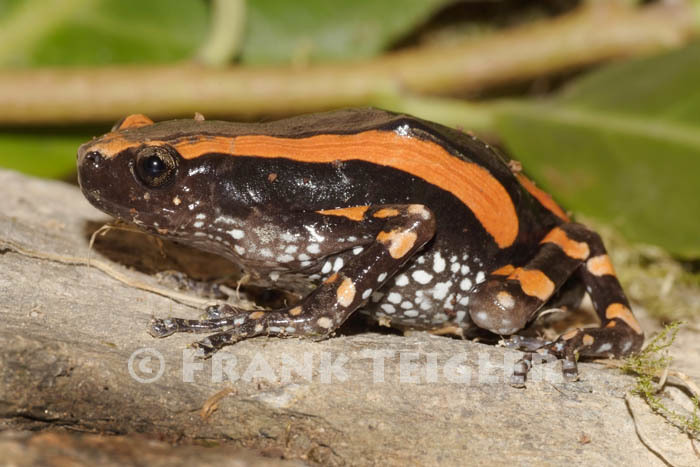 Red-Banded Rubber Frog (Frogs of South Africa) · iNaturalist