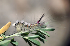 Calliteara fortunata