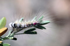 Calliteara fortunata