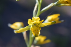 Chloraea
