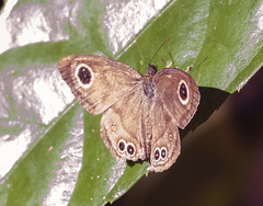 Ypthima baldus
